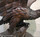 black forest carved eagle brienz