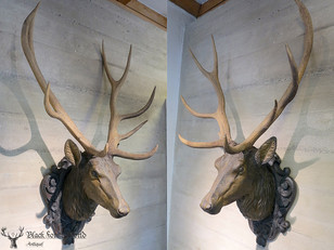 Black forest carved deer head  Stag