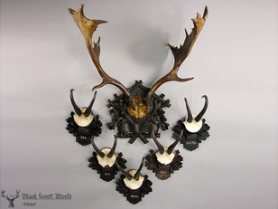 Roe deer Trophys handcarved plaques