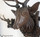 awesome black forest stag head