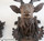 awesome black forest stag head